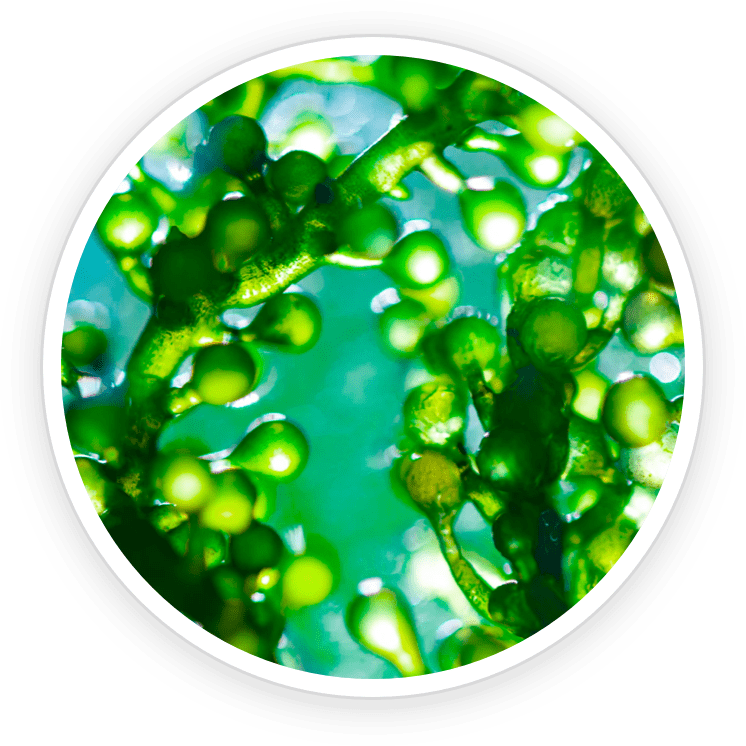 Chlorella Powder