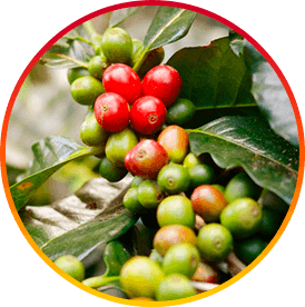 Chlorogenic Acid