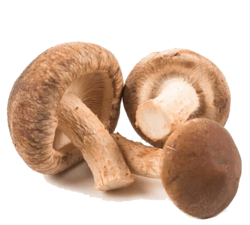 Shiitake Mushroom